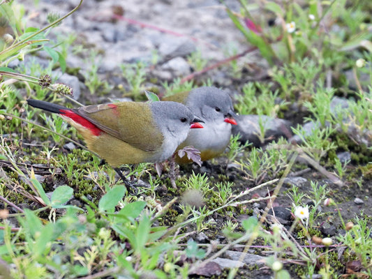 Yellow-bellied Waxbill