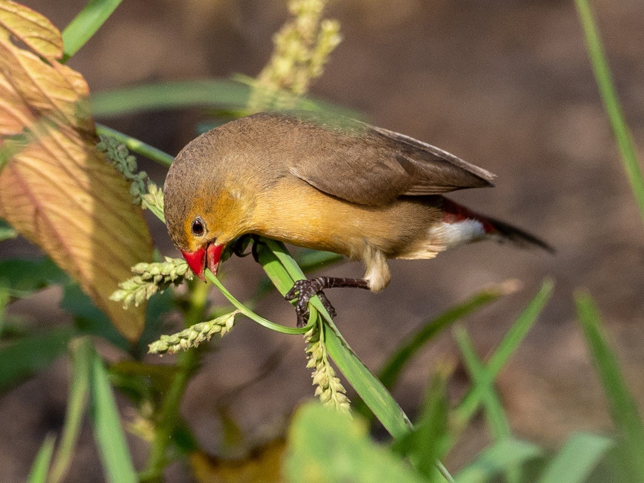 Fawn-breasted Waxbill