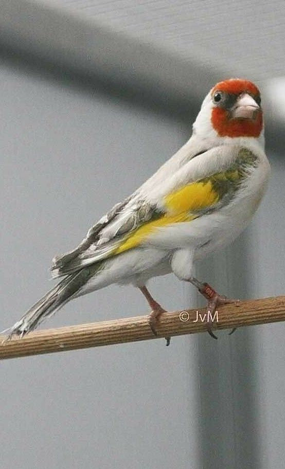 Goldfinche Opal mutation