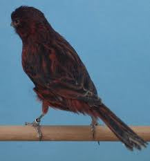 Bronze red canary
